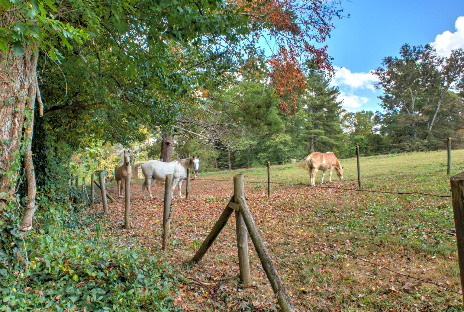 Asheville Vacation Rental